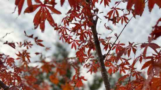 有诗意高雅茶叶