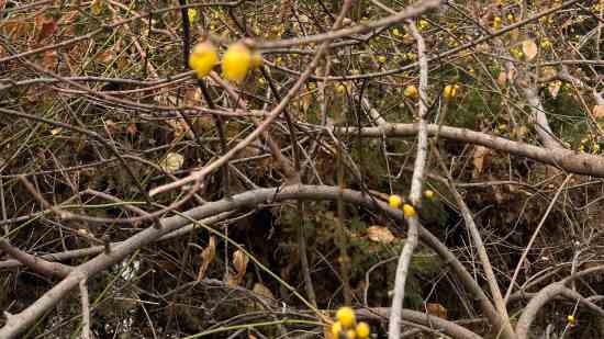 第五姓男孩名字